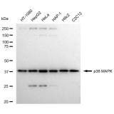 KD-Validated p38 MAPK Rabbit mAb (20 μl)
