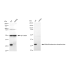 KD-Validated MTAP Rabbit mAb (20 μl)