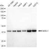 KD-Validated NDEL1 Rabbit mAb (20 μl)