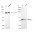KD-Validated NDEL1 Rabbit mAb (20 μl)