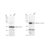 KD-Validated PRKCD Rabbit mAb (20 μl)
