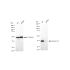 KD-Validated STX16 Rabbit mAb (20 μl)