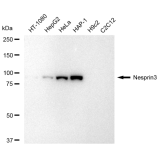 KD-Validated Nesprin3 Rabbit mAb (20 μl)