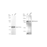 KD-Validated Nesprin3 Rabbit mAb (20 μl)