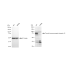 KD-Validated TRIP10 Rabbit mAb (20 μl)