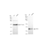 KD-Validated TSFM Rabbit mAb (20 μl)
