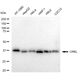 KD-Validated CRKL Rabbit mAb (20 μl)