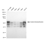 KD-Validated RUNX1/RUNX2/RUNX3 Rabbit mAb (20 μl)