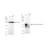 KD-Validated RUNX1/RUNX2/RUNX3 Rabbit mAb (20 μl)