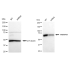 KD-Validated HNRNPM Rabbit mAb (20 μl)