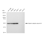 KD-Validated KATNA1 Rabbit mAb (20 μl)
