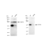 KD-Validated PFKFB3 Rabbit mAb (20 μl)