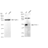 KD-Validated TGFB1 Rabbit mAb (20 μl)