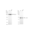KD-Validated TUBG1 Rabbit mAb (20 μl)