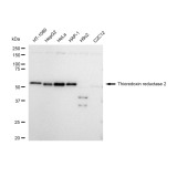 KD-Validated TXNRD2 Rabbit mAb (20 μl)