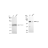 KD-Validated Ku70 Rabbit mAb (20 μl)