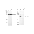 KD-Validated YES1 Rabbit mAb (20 μl)