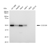 KD-Validated CCDC98 Rabbit mAb (20 μl)