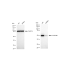 KD-Validated CCDC98 Rabbit mAb (20 μl)