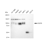 KD-Validated CD276 Rabbit mAb (20 μl)