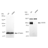 KD-Validated CD276 Rabbit mAb (20 μl)