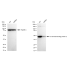 KD-Validated CTBP2 Rabbit mAb (20 μl)