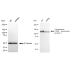 KD-Validated CYFIP1 Rabbit mAb (20 μl)
