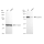 KD-Validated DNM2 Rabbit mAb (20 μl)
