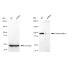 KD-Validated DSC1 Rabbit mAb (20 μl)