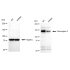 KD-Validated DSG2 Rabbit mAb (20 μl)