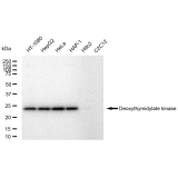 KD-Validated DTYMK Rabbit mAb (20 μl)