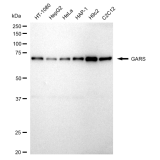 KD-Validated GARS Rabbit mAb (20 μl)