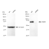 KD-Validated GARS Rabbit mAb (20 μl)