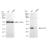 KD-Validated GCLM Rabbit mAb (20 μl)