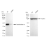 KD-Validated GLA Rabbit mAb (20 μl)