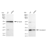 KD-Validated GLO1 Rabbit mAb (20 μl)
