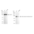 KD-Validated GORASP1 Rabbit mAb (20 μl)