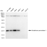 KD-Validated GPX1 Rabbit mAb (20 μl)