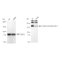 KD-Validated CNTNAP1 Rabbit mAb (20 μl)
