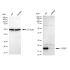 KD-Validated TCEB2 Rabbit mAb (20 μl)