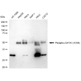 KD-Validated Phospho-GATA3 (S308) Rabbit mAb (20 μl)
