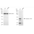 KD-Validated CTSL Rabbit mAb (20 μl)