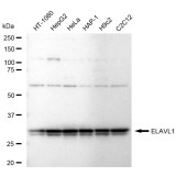 KD-Validated ELAVL1 Rabbit mAb (20 μl)