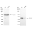 KD-Validated GEMIN2 Rabbit mAb (20 μl)