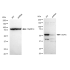 KD-Validated GOPC Rabbit mAb (20 μl)