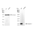 KD-Validated LGALS1 Rabbit mAb (20 μl)