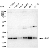 KD-Validated HRAS Rabbit mAb (20 μl)