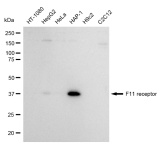 KD-Validated F11R Rabbit mAb (20 μl)