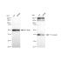 KD-Validated F11R Rabbit mAb (20 μl)