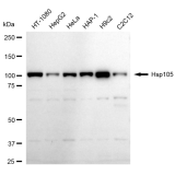 KD-Validated Hsp105 Rabbit mAb (20 μl)